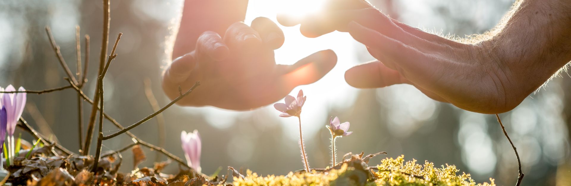 Primo piano su due mani che sfiorano un fiore esprimendo l’importanza di proteggere il proprio reddito con una assicurazione